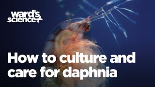 Caring and Culturing for Daphnia [upl. by Ynner]