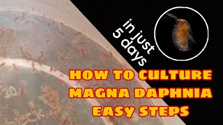 How to Culture Magna Daphnia Easily [upl. by Gaye]