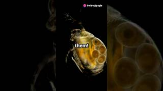 How to culture Daphnia for your Aquarium [upl. by Meit630]