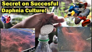 How to Culture Daphnia Successfully [upl. by Kotta]