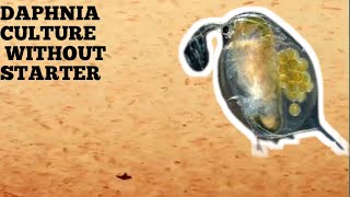 HOW TO CULTURE DAPHNIA NATURALLY WITHOUT A STARTER [upl. by Ainirtac]