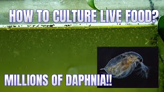 How to Culture Daphnia Secret Method to Breed MILLIONS  Simply Aquatic [upl. by Aihsenal]