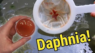 How I Culture Daphnia In Outdoor Tubs [upl. by Enelrad]