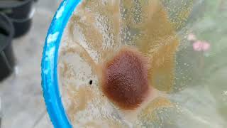 How to culture daphnia moina in a small container Part 1 English Subtitle [upl. by Ahsinor]