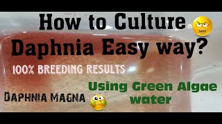 Daphnia MagnaHow to Culture Daphnia Easy wayCulturing Daphnia using Green water Daphnia [upl. by Cowley257]