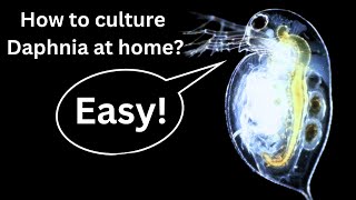 BEST Live Fish Food Beginner guide How to Culture Daphnia at home [upl. by Marthe]