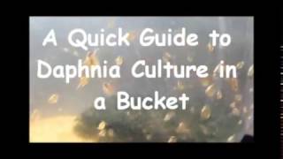 How to culture daphnia outside [upl. by Terchie]