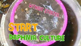 How to culture daphnia moina the easy way 1  Starting the Daphnia culture [upl. by Nail927]