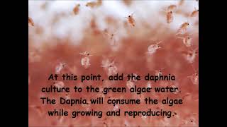 Daphnia  How to grow daphnia in your home [upl. by Atekehs946]