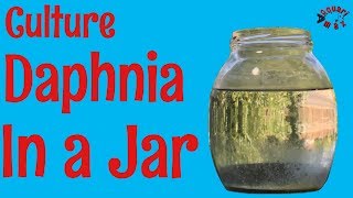 How to Culture Daphnia in a Jar [upl. by Enilada]