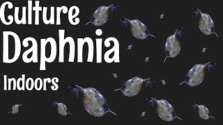 How to Culture Daphnia [upl. by Jezreel]