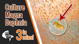 How to culture DAPHNIA MAGNA  The easy way [upl. by Ytak]