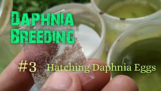 Daphnia Culture made simple and easy 3  Hatching Daphnia eggs [upl. by Tnecillim479]