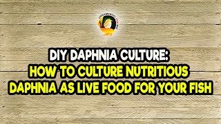 DIY Daphnia Culture How to Culture Nutritious Daphnia as Live Food for Your Fish [upl. by Halonna]