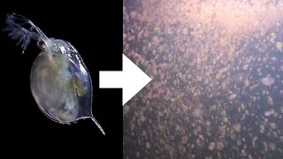 How I Culture Daphnia [upl. by Eli]