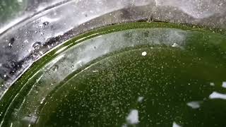 DAPHNIA MOINA CULTURE IN A SMALL BUCKET [upl. by Dryden]