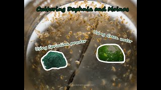 How To Culture Daphnia and Moinas using Green Water Spirulina powder [upl. by Andrew]