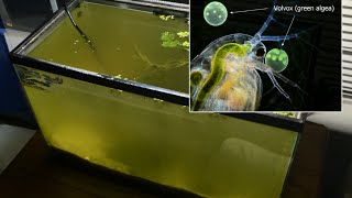 Raising Daphnia for the Freshwater Aquarium [upl. by Terza456]