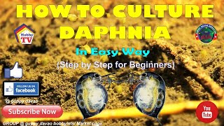 HOW TO CULTURE DAPHNIA In Easy Way [upl. by Lyrrehs262]